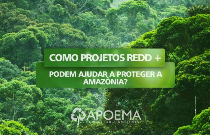 O que são projetos REDD+ e como eles podem ajudar a proteger a Amazônia
