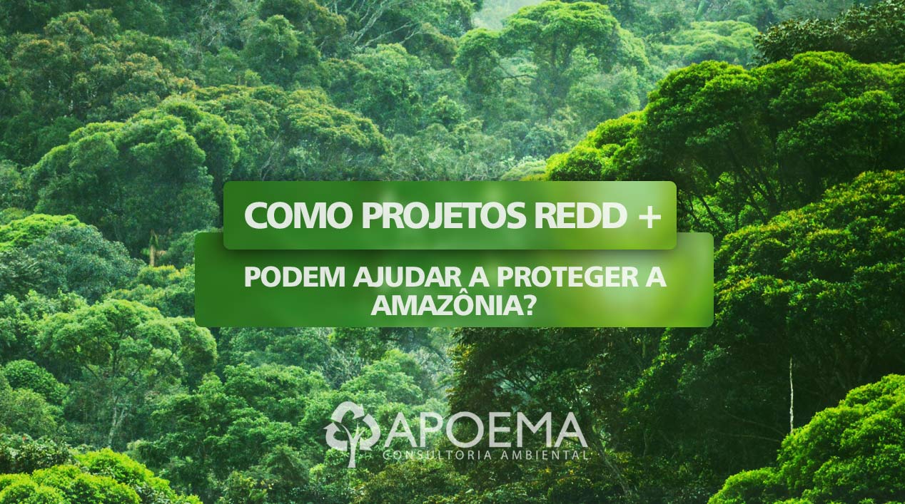 O que são projetos REDD+ e como eles podem ajudar a proteger a Amazônia