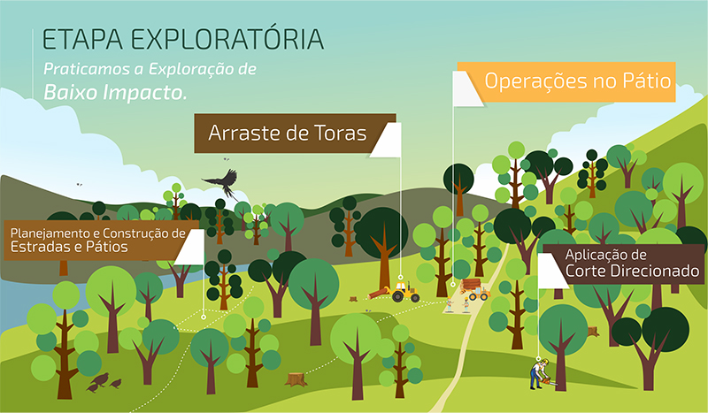 Entenda o processo das etapas Manejo Florestal.