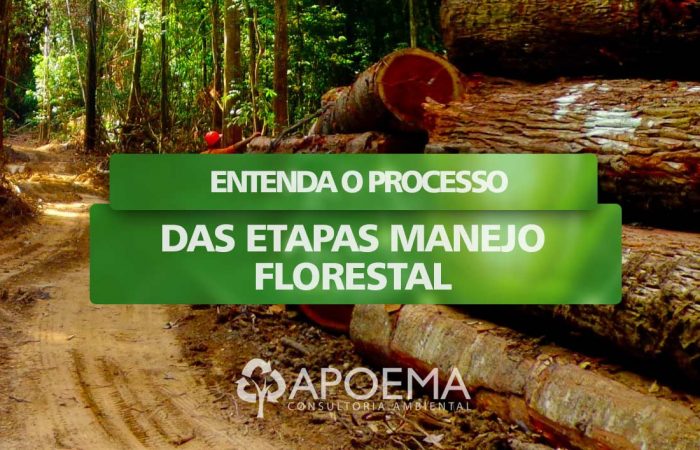 Entenda o processo das etapas Manejo Florestal