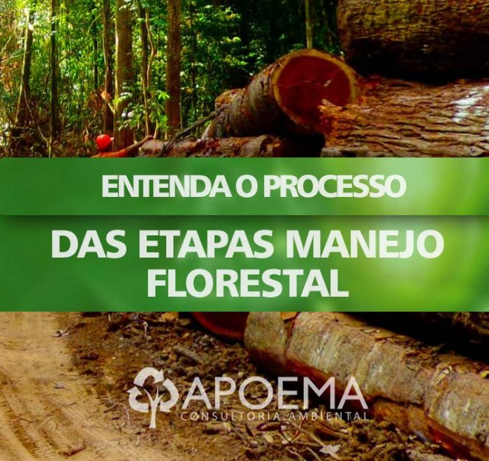 Entenda o processo das etapas Manejo Florestal